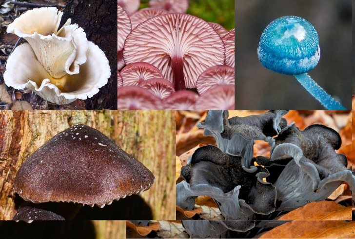 Different types of bitter fungus on the tree trunks