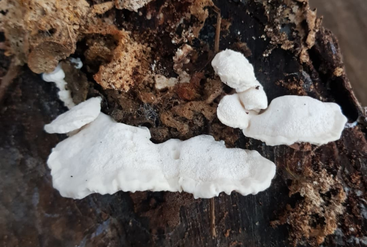 Bitter bracket mushroom on a tree trunk